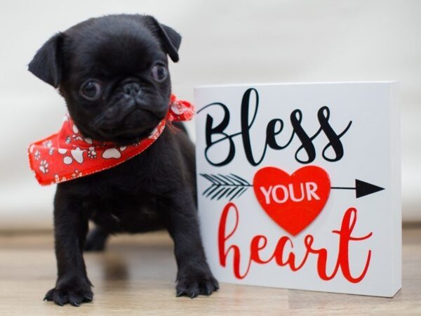 Pug-DOG-Male-BLACK-13417-Petland Wichita, Kansas
