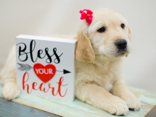Golden Retriever-DOG-Female-GOLDEN-13416-Petland Wichita, Kansas