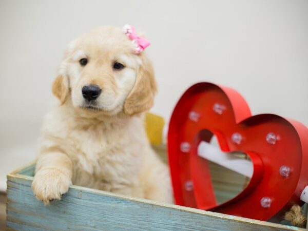 Golden Retriever DOG Female GOLDEN 13415 Petland Wichita, Kansas