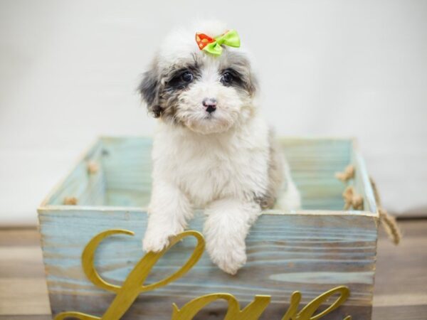 Aussiedoodle DOG Female Blue Merle 13414 Petland Wichita, Kansas