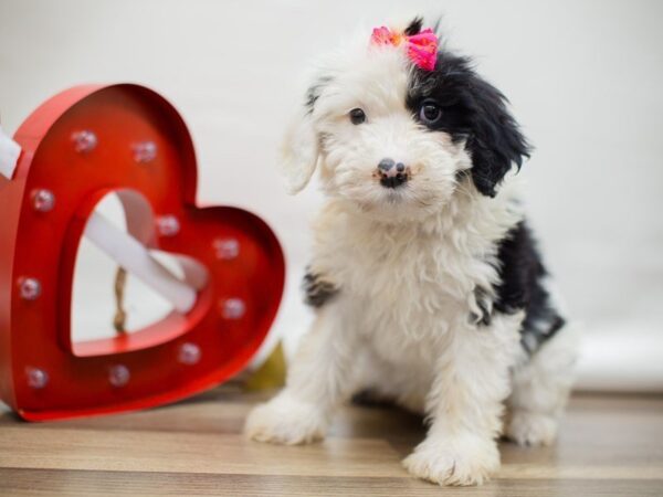 Aussiedoodle DOG Female Blue Merle 13413 Petland Wichita, Kansas