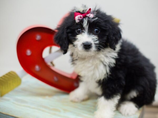 Aussiedoodle DOG Female Black Tuxedo 13412 Petland Wichita, Kansas