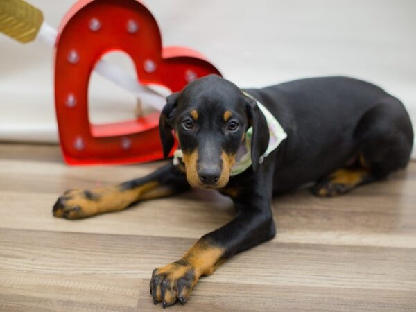 Doberman Pinscher DOG Female BLACK & RUST 13411 Petland Wichita, Kansas