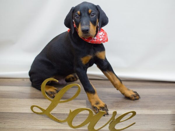 Doberman Pinscher DOG Male BLACK & RUST 13410 Petland Wichita, Kansas