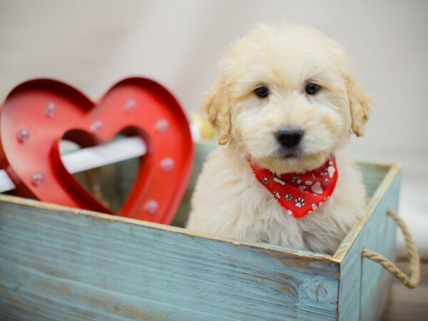 F1 Standard Goldendoodle-DOG-Male-LIGHT GOLDEN-13408-Petland Wichita, Kansas