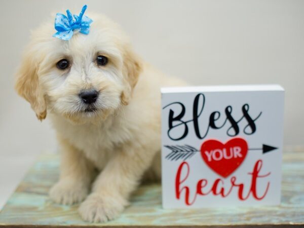 F1 Standard Goldendoodle-DOG-Female-light golden-13407-Petland Wichita, Kansas