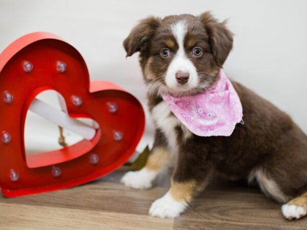 Toy Australian Shepherd DOG Female red tri 13406 Petland Wichita, Kansas