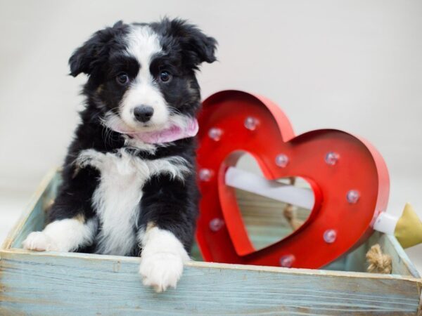 Toy Australian Shepherd DOG Female black tri 13405 Petland Wichita, Kansas