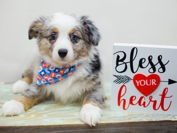 Toy Australian Shepherd DOG Male red tri 13404 Petland Wichita, Kansas