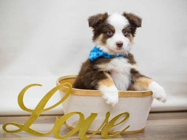 Toy Australian Shepherd DOG Male blue merle 13403 Petland Wichita, Kansas