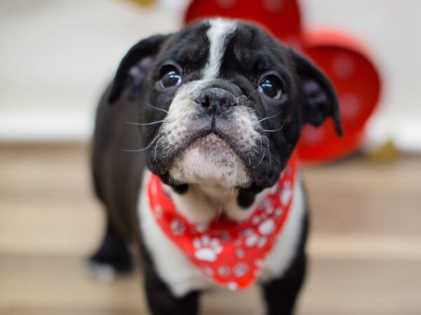 English Bulldog DOG Male black and white 13401 Petland Wichita, Kansas