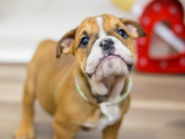 English Bulldog DOG Female Fawn and White 13399 Petland Wichita, Kansas