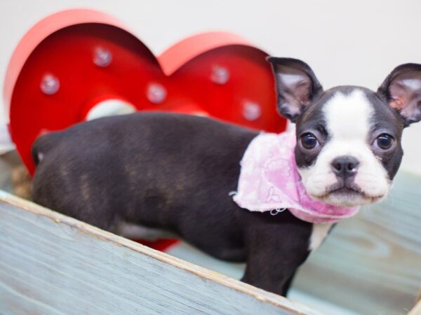 Boston Terrier DOG Female Black 13457 Petland Wichita, Kansas