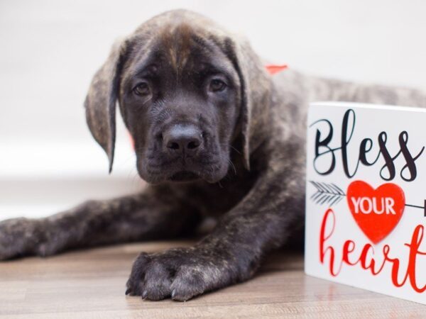 English Mastiff DOG Male BRINDLE 13446 Petland Wichita, Kansas