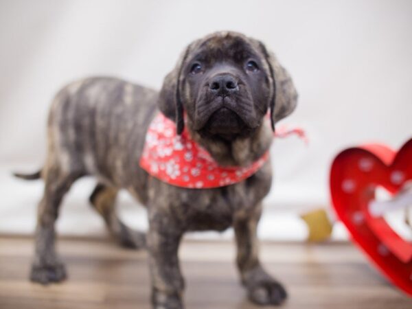 English Mastiff DOG Male BRINDLE 13447 Petland Wichita, Kansas