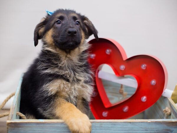 German Shepherd Dog-DOG-Female-Black and Tan-13426-Petland Wichita, Kansas