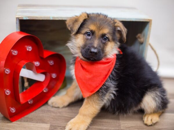 German Shepherd Dog DOG Male Black and Tan 13425 Petland Wichita, Kansas