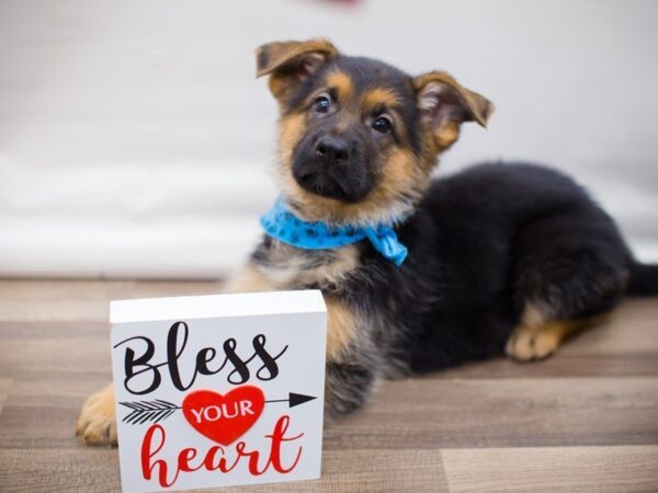 German Shepherd Dog-DOG-Male-Black and Tan-13424-Petland Wichita, Kansas