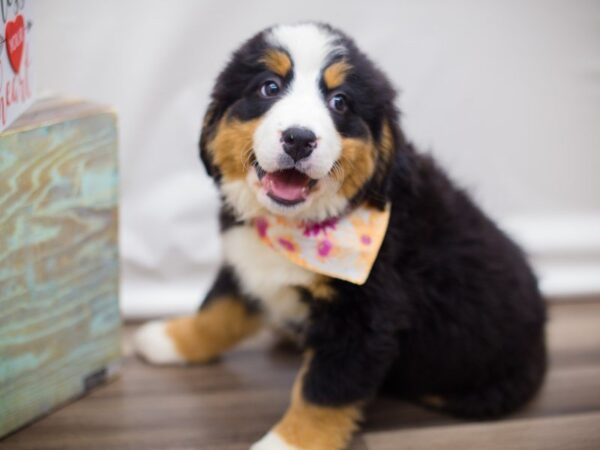 Bernese Mountain Dog DOG Female Black White and Tan 13445 Petland Wichita, Kansas