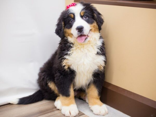 Bernese Mountain Dog DOG Female Black White and Tan 13444 Petland Wichita, Kansas