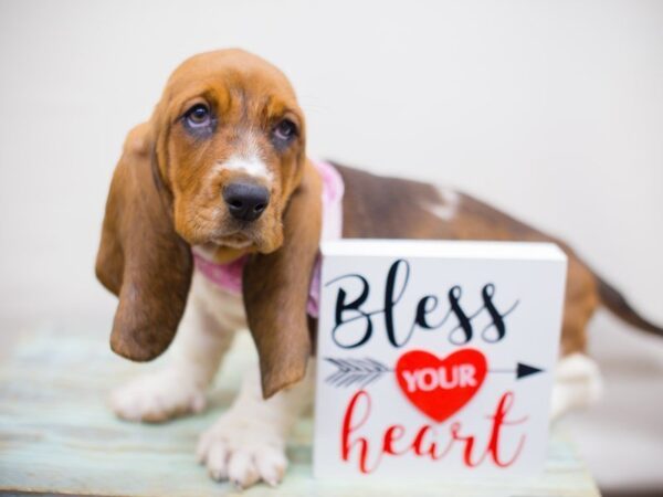 Basset Hound DOG Female Red and White 13443 Petland Wichita, Kansas