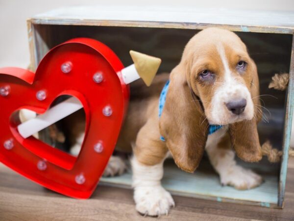 Basset Hound-DOG-Male-Blue Fawn and White-13442-Petland Wichita, Kansas