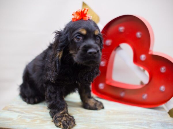 Cocker Spaniel-DOG-Female-BLACK AND TAN-13441-Petland Wichita, Kansas