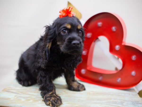 Cocker Spaniel DOG Female BLACK AND TAN 13441 Petland Wichita, Kansas