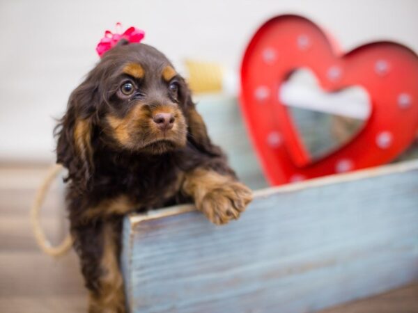 Cocker Spaniel DOG Female CHOCOLATE AND TAN 13440 Petland Wichita, Kansas