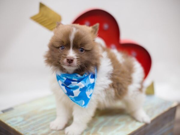 Pomeranian-DOG-Male-Chocolate Parti-13465-Petland Wichita, Kansas