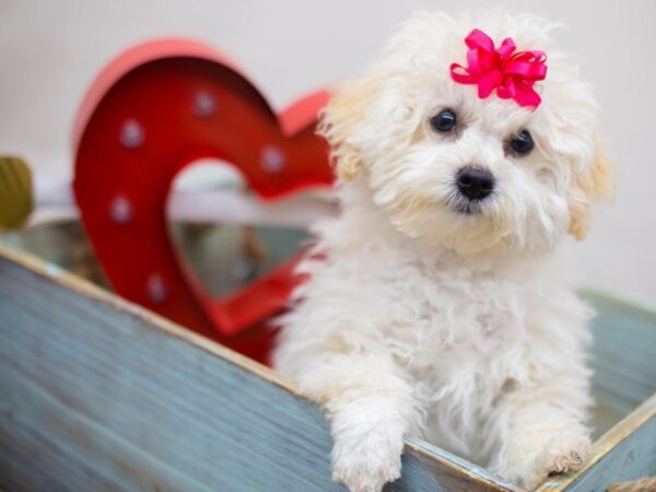 Miniature Poodle DOG Female CREAM 13454 Petland Wichita, Kansas