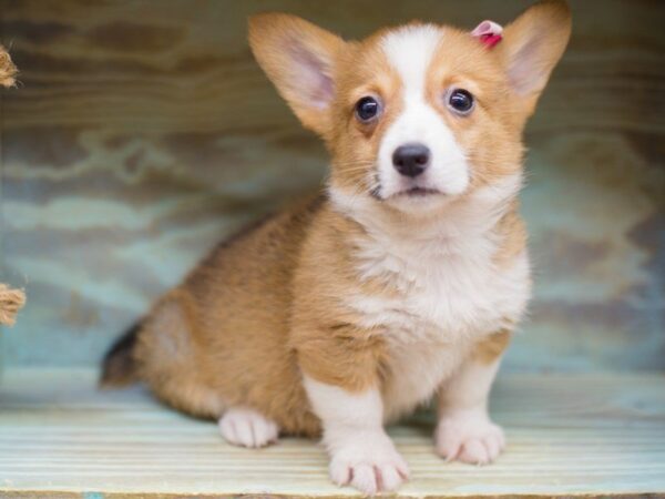 Pembroke Welsh Corgi DOG Female Sable and White 13458 Petland Wichita, Kansas