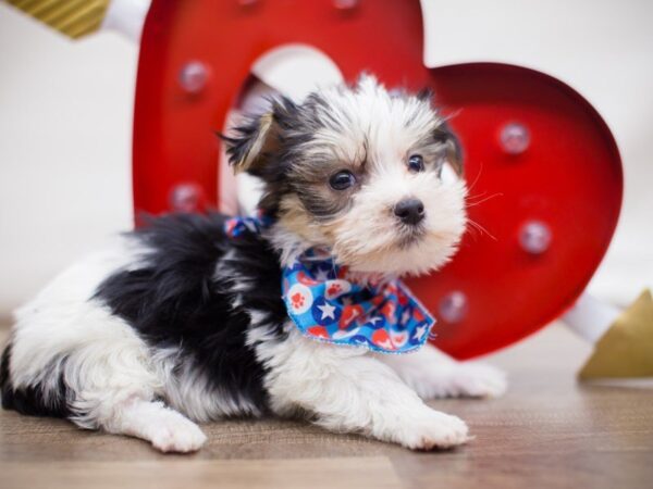 Morkie DOG Male Black Tri Parti 13467 Petland Wichita, Kansas