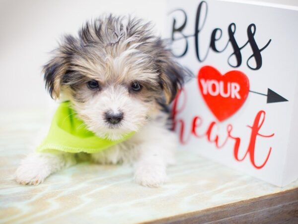 Morkie-DOG-Male-Black Tri Parti-13466-Petland Wichita, Kansas