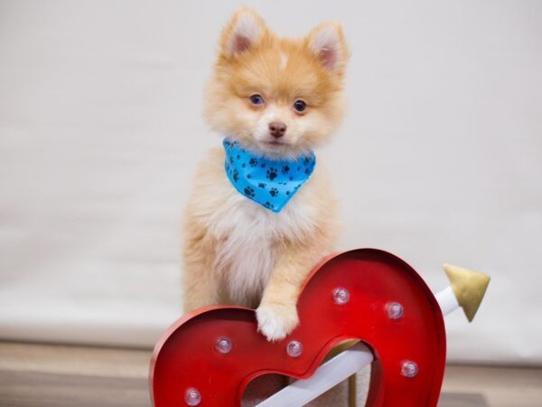 Pomeranian DOG Male RED/WHITE 13448 Petland Wichita, Kansas