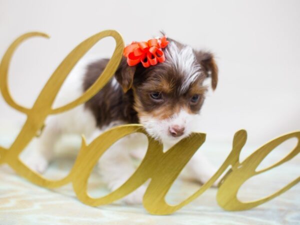 Yorkshire Terrier-DOG-Female-Chocolate Parti-13460-Petland Wichita, Kansas