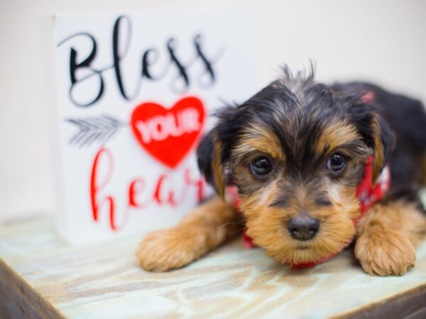 Yorkshire Terrier DOG Male Black and Tan 13459 Petland Wichita, Kansas