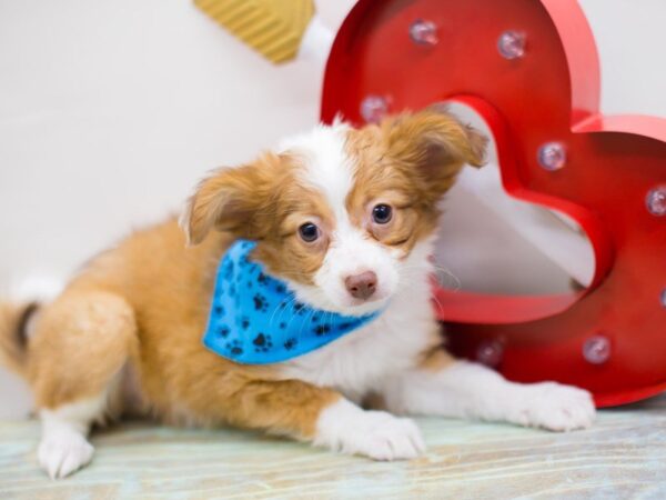 Chipom DOG Male RED & WHITE PARTI 13456 Petland Wichita, Kansas