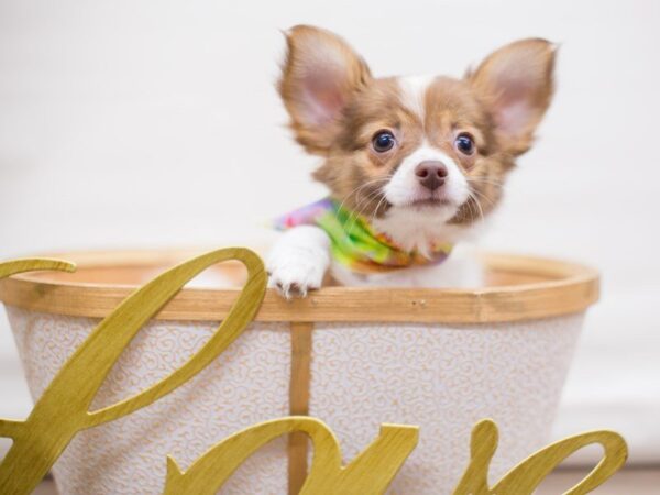 Chipom-DOG-Male-RED & WHITE PARTI-13455-Petland Wichita, Kansas