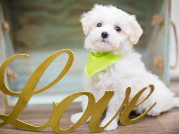 Maltipoo DOG Male WHITE 13453 Petland Wichita, Kansas