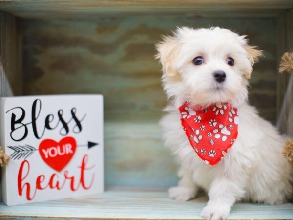 Maltipoo DOG Male WHITE 13452 Petland Wichita, Kansas