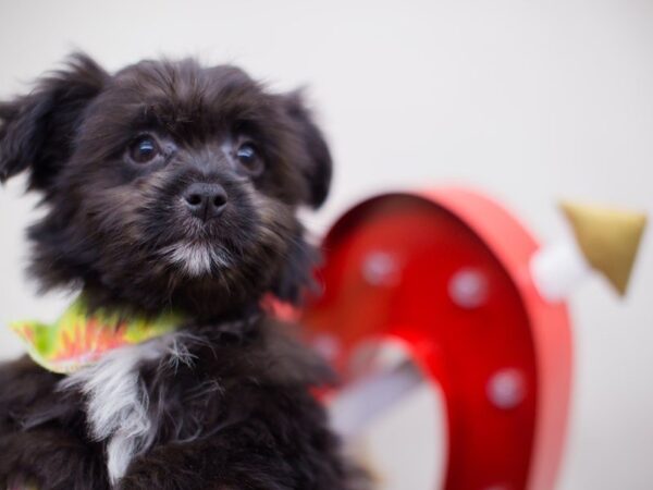 Malti Pom DOG Male Black 13451 Petland Wichita, Kansas