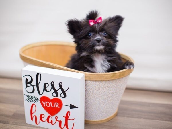 Malti Pom-DOG-Female-Black-13450-Petland Wichita, Kansas