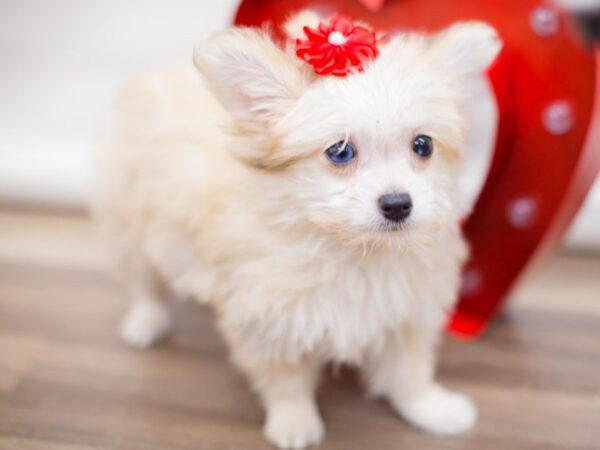 Malti Pom DOG Female Cream 13449 Petland Wichita, Kansas