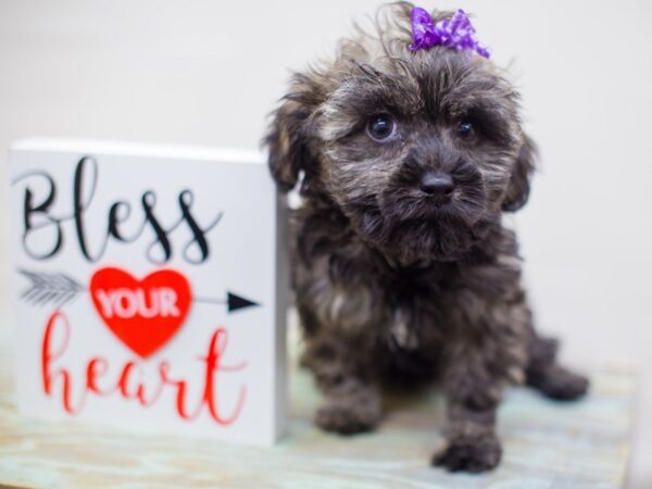 Shih Poo-DOG-Female-Brindle-13429-Petland Wichita, Kansas