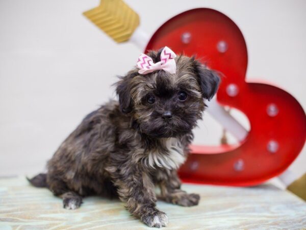 Shih Poo-DOG-Female-Brindle-13428-Petland Wichita, Kansas