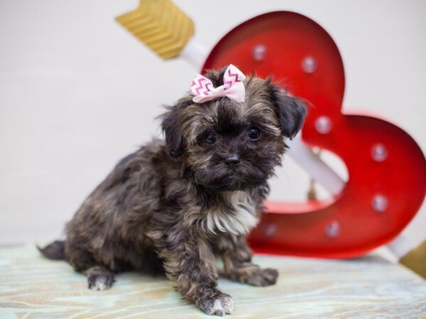 Shih Poo DOG Female Brindle 13428 Petland Wichita, Kansas