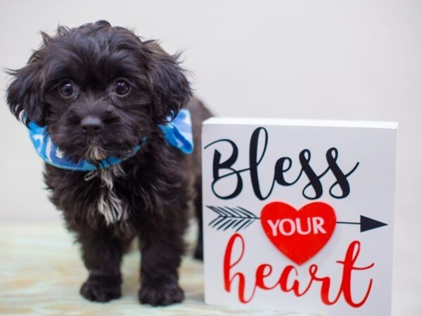 Shih Poo DOG Male BLACK AND TAN 13427 Petland Wichita, Kansas