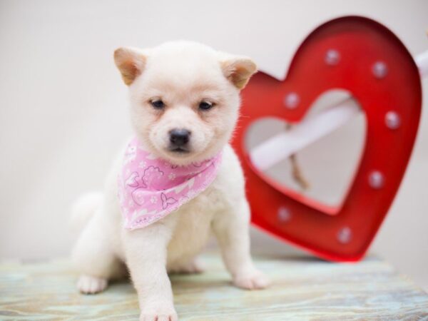 Shiba Inu-DOG-Female-Cream-13464-Petland Wichita, Kansas