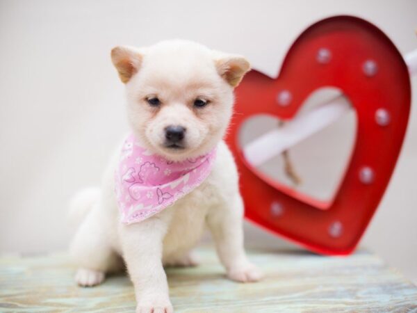 Shiba Inu DOG Female Cream 13464 Petland Wichita, Kansas